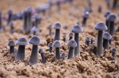 现代农业食用菌财产做为推进村落复兴的